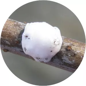 Ceroplastes cirripediformis - 