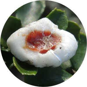 Ceroplastes destructor - 