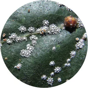 Ceroplastes japonicus - 