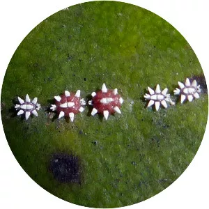 Ceroplastes sinensis - 