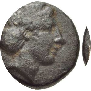 Cersobleptes photograph