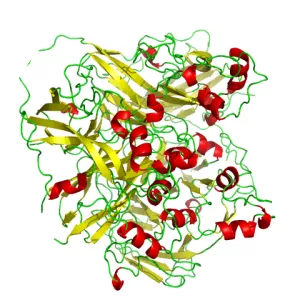 Ceruloplasmin
