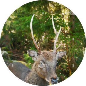 Cervus nippon yakushimae