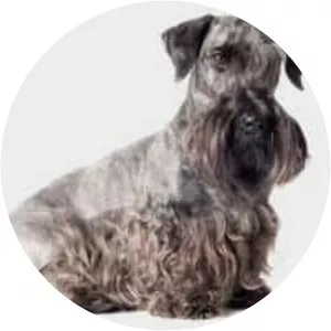 Cesky Terrier
