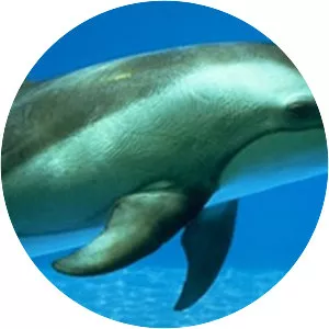 Cetaceans photograph