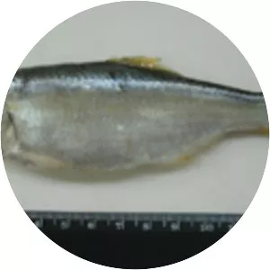 Cetengraulis edentulus - 