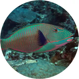 Cetoscarus