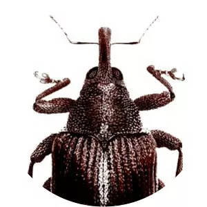 Ceutorhynchinae - Insects
