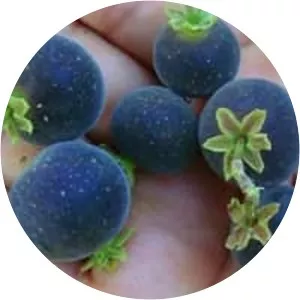 Ceylon Gooseberry - Plants