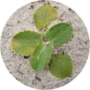 Ch. Surender Singh Memorial Herbal Park,