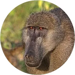 Chacma baboon