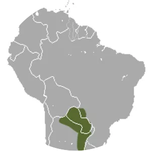 Chacoan gracile opossum