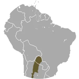 Chacoan naked-tailed armadillo - Animal