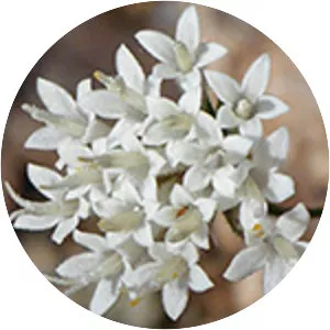 Chaenactis carphoclinia - Plants