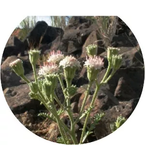 Chaenactis douglasii