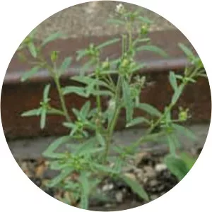 Chaenorhinum minus - Plants