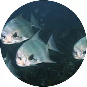 Chaetodipterus zonatus - 