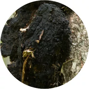 Chaga mushroom