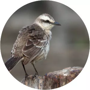 Chalkbrowed mockingbird
