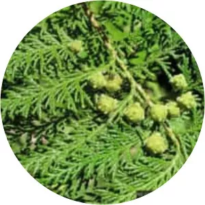 Chamaecyparis formosensis - Plants