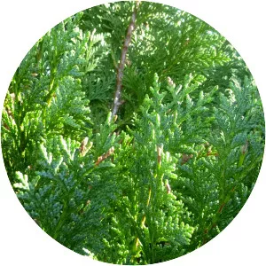 Chamaecyparis lawsoniana