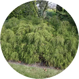 Chamaecyparis pisifera ‘Filifera'