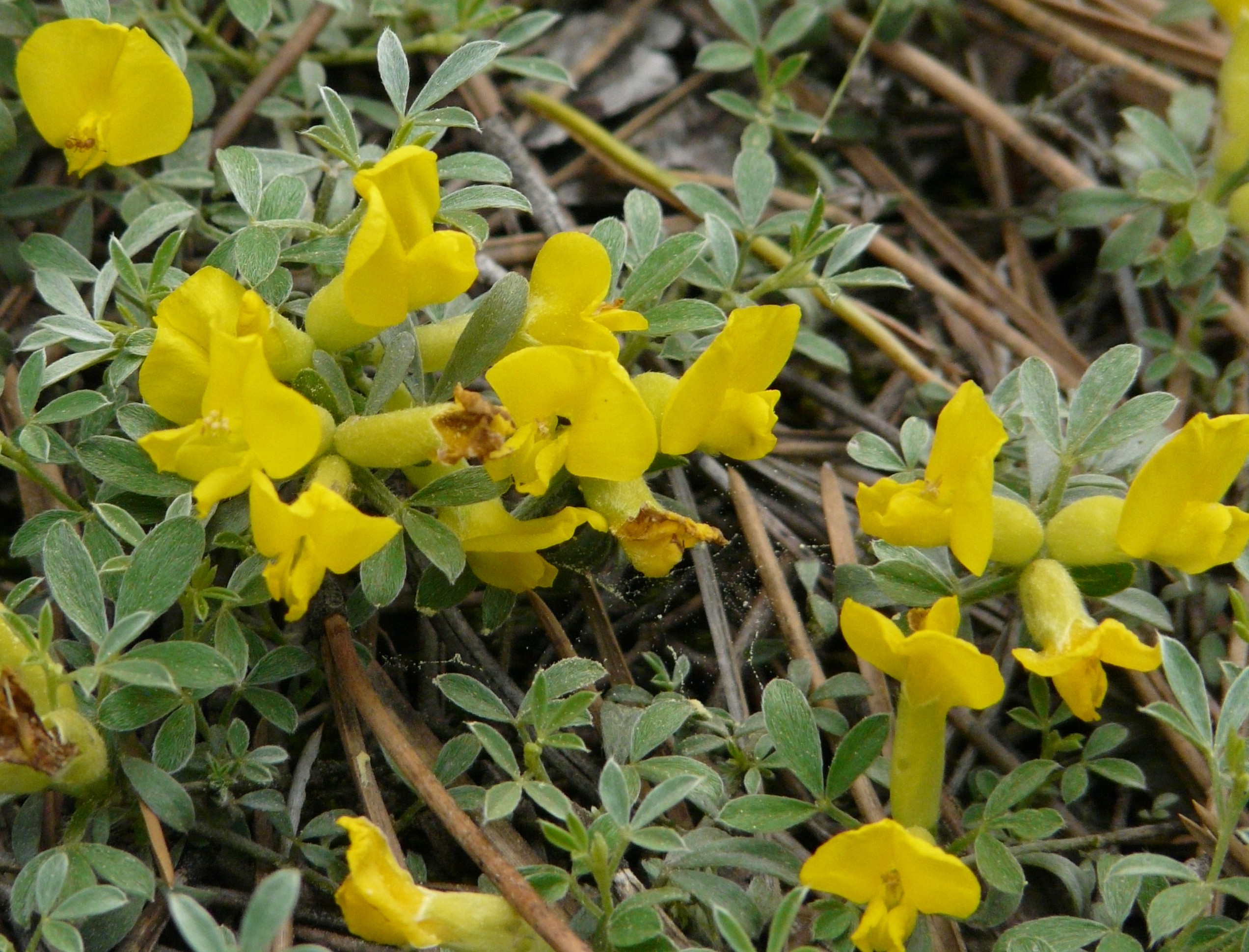 Chamaecytisus
