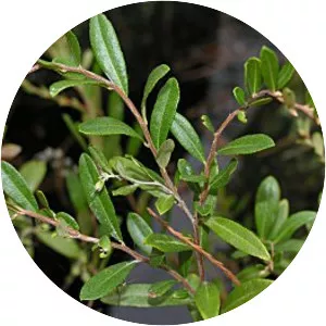 Chamaedaphne calyculata