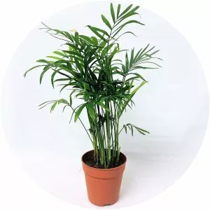 Chamaedorea elegans - Plants