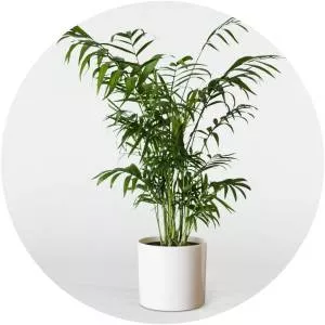 Chamaedorea - Plants