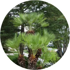 Chamaerops humilis - Plants