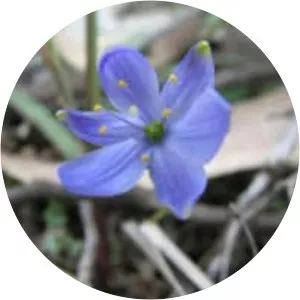 Chamaescilla