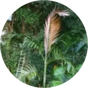 Chambeyronia macrocarpa