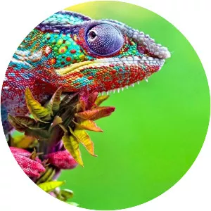 Chameleons