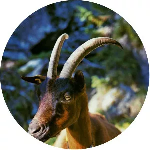 Chamois Coloured goat - Goat breed