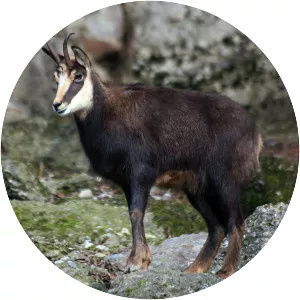 Chamois
