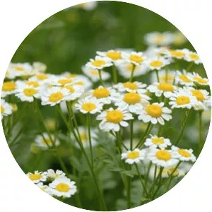 Chamomile photograph