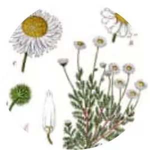 Chamomiles