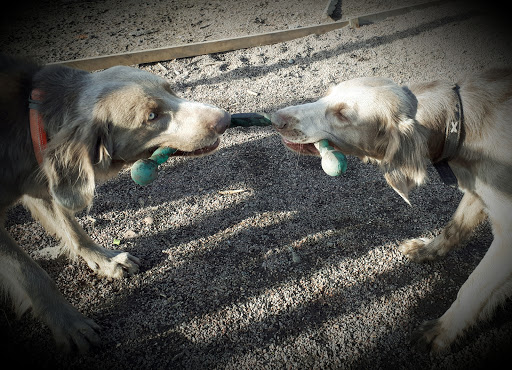 Champion's Hunddagis