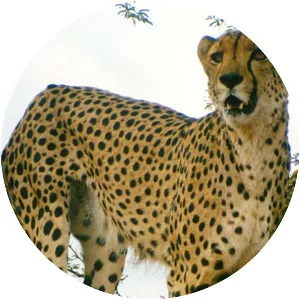 Champions of the Wild