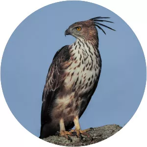 Changeable hawk-eagle