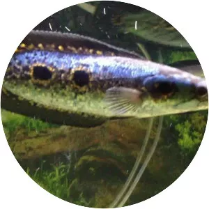 Channa pleurophthalma