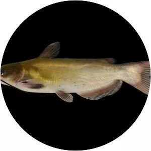 Channel catfish