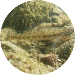 Channel darter