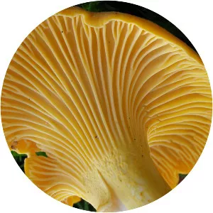 Chanterelle