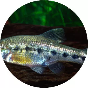 Chapalichthys encaustus - 