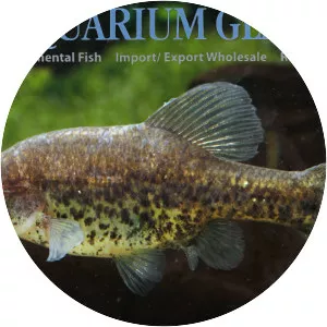 Chapalichthys pardalis - 