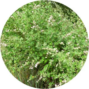 Chaparral mallow - Plants