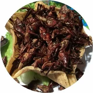 Chapulines photograph