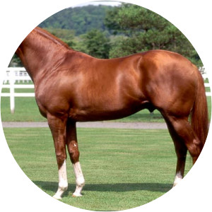 Charismatic  - Horse